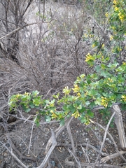 Ribes aureum gracillimum