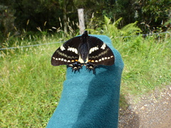 Papilio cacicus