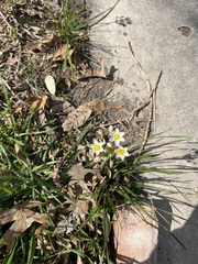 Nothoscordum bivalve