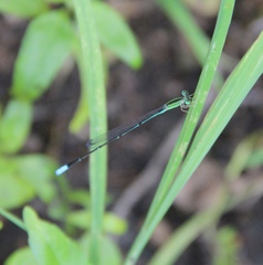 Aciagrion dondoense
