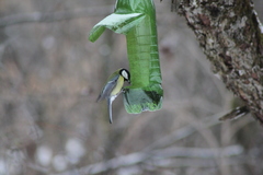 Parus major