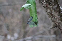 Parus major