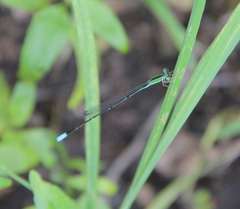 Aciagrion dondoense