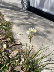 Nothoscordum bivalve