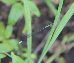 Aciagrion dondoense