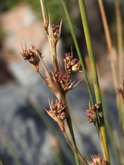 Juncus heldreichianus