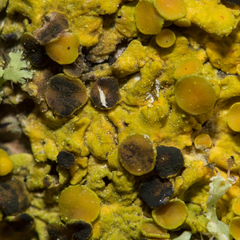 Xanthoriicola physciae