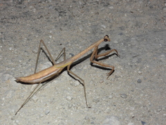 Phasmomantis sumichrasti