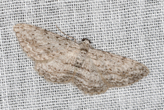 Phelotis cognata