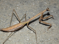 Phasmomantis sumichrasti