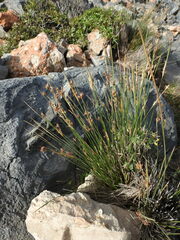 Juncus heldreichianus