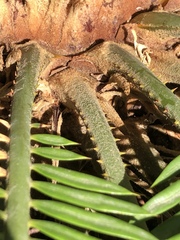 Phoenix canariensis