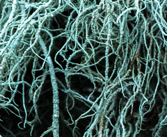 Usnea mutabilis