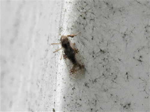 Andromeda Lace Bug, Groesbeek, Nederland, photo 7 of 10
