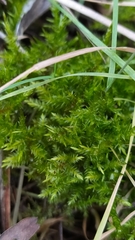 Calliergonella cuspidata