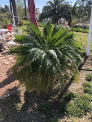 Phoenix canariensis