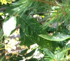 Acalitus ferrugineum