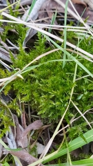 Calliergonella cuspidata