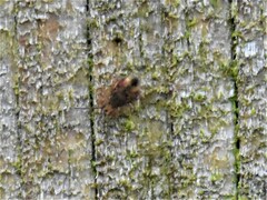 Dicyrtomina ornata