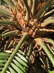 Phoenix canariensis