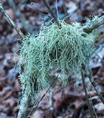 Usnea mutabilis