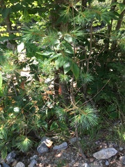 Acalitus ferrugineum