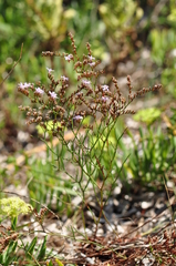 Limonium virgatum