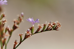 Limonium virgatum