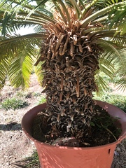 Phoenix canariensis