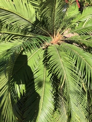 Phoenix canariensis