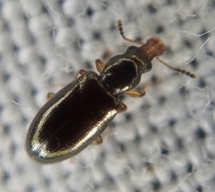 Salpingus planirostris