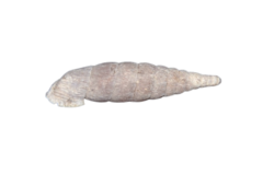 Laciniaria plicata