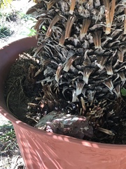 Phoenix canariensis