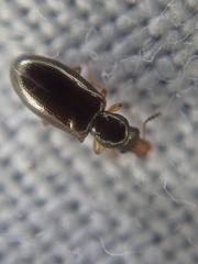 Salpingus planirostris