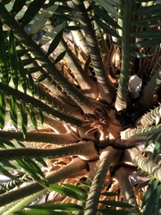 Phoenix canariensis