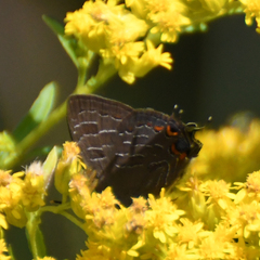 Satyrium liparops