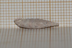 Laciniaria plicata