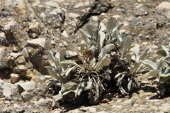 Pentanema verbascifolium