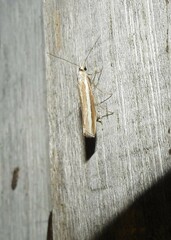 Orocrambus vittellus