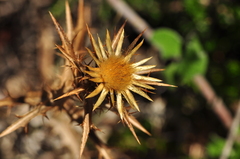 Carlina graeca