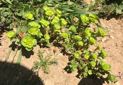 Euphorbia helioscopia
