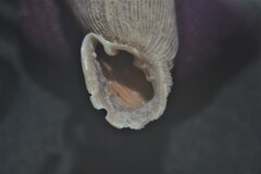 Laciniaria plicata
