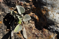 Pentanema verbascifolium