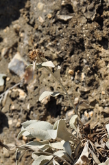 Pentanema verbascifolium