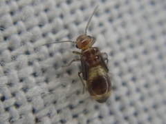 Elipsocidae