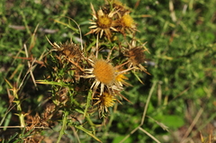 Carlina graeca