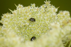 Corimelaena lateralis