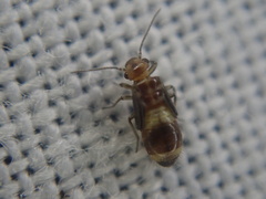 Elipsocidae