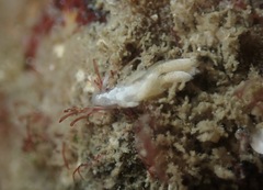 Trinchesia albocrusta