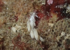 Trinchesia albocrusta